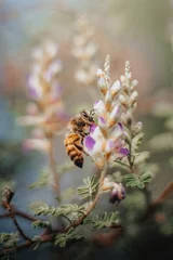 Papier Peint photo Lavable Abeille Closeup of a bee on a flower in a garden