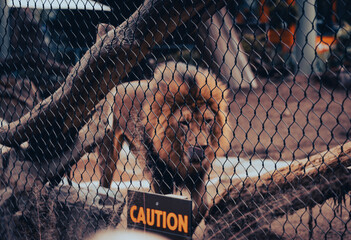 Male lion caged up at the zoo with a sad expression