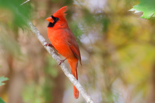Closeup shot of a cute male Northern cardinal bird or redbird perched on a tree branch