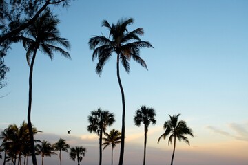 Fototapeta na wymiar South Florida Sunsets
