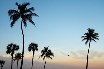Fototapeta na wymiar South Florida Sunsets