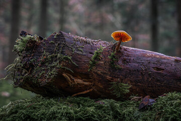 Brown mushroom grown on a fallen wet tree trunk in the forest