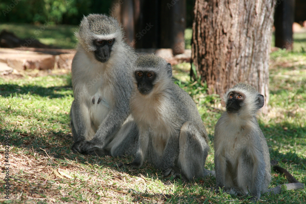 Canvas Prints troop of vervet monkeys (chlorocebus pygerythrus) on the grass