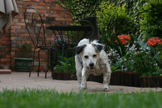 Closeup shot of a cute Koolie dog in a garden
