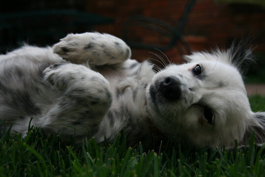 Closeup shot of a cute Koolie dog lying on the grass