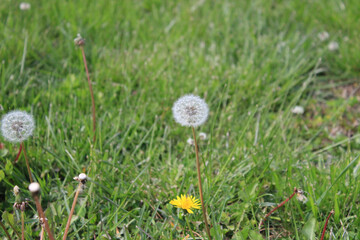 Closeup of common dandelions on a green field