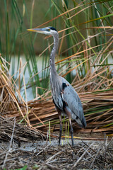 Closeup of a Grey heron near the lake © Patrick T Fahey/Wirestock