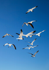 Seagulls 