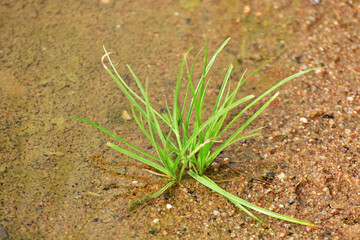 A small Green Tree grows on Dry Sand