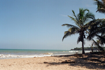 palm tree on the beach