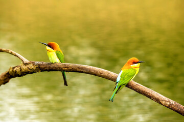 Two Chestnut-headed Bee-eater on the wood stick shaking feather , aves, bird, colourful, beautiful bird