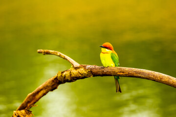 Chestnut headed Bee eater on a branch.(Merops leschenaulti)