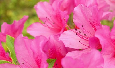 庭のピンクのツツジの花のクローズアップ、つつじ、ピンクのアザレア	
