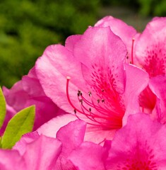 Fototapeta na wymiar 庭のピンクのツツジの花のクローズアップ、つつじ、ピンクのアザレア 