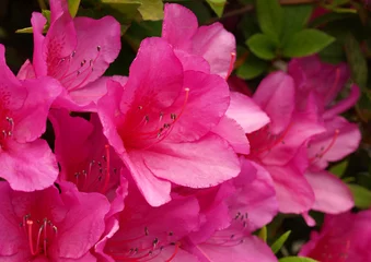 Poster Azalée 庭のピンクのツツジの花のクローズアップ、つつじ、ピンクのアザレア  