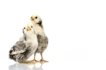 silver Sebright bantam hen isolated on white.