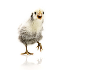 silver Sebright bantam hen isolated on white.