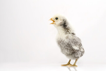 silver Sebright bantam hen isolated on white.