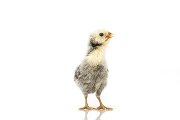 silver Sebright bantam hen isolated on white.