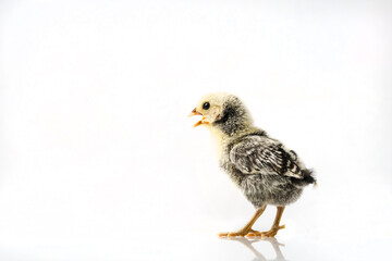 silver Sebright bantam hen isolated on white.