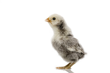 silver Sebright bantam hen isolated on white.