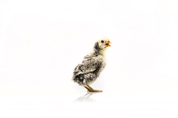 silver Sebright bantam hen isolated on white.