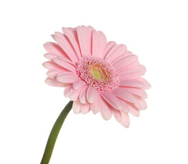 Beautiful pink gerbera flower isolated on white