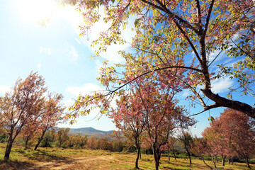 Fototapeta na wymiar The Pink cherry blossom blooming on the mountain of Thailand.