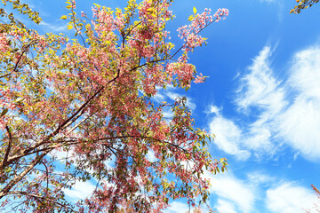 The Pink cherry blossom blooming on the mountain of Thailand.