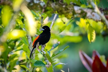 Flame-rumped tanager (Ramphocelus flammigerus)   perched on a branch, blurred bright background, El Rosario, Manizales, Colombia
