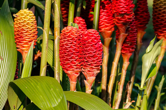 Close up of red cone shaped ginger plants in sunshine, Colombia