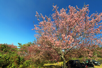 The Pink cherry blossom blooming on the mountain of Thailand.
