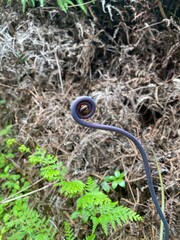 Travel, outdoor, animal