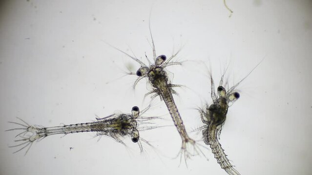 Shrimp larvae under a microscope. Mysis stage and zoea stage of white shrimp swimming in sae water under microscope, Asia. Microscopic, Macro, Biology, Laboratory, Video.