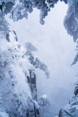 Close view of the pines in snow at Yellow mountain, during winter time, Anhui province, China.