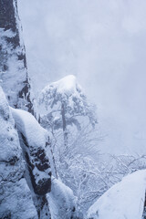 Close view of the pines in snow at Yellow mountain, during winter time, Anhui province, China.