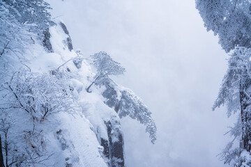 Close view of the pines in snow at Yellow mountain, during winter time, Anhui province, China.