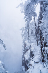 Close view of the pines in snow at Yellow mountain, during winter time, Anhui province, China.