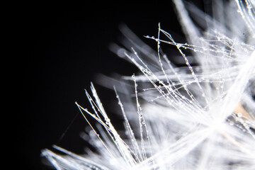Dandelion seeds extreme close up with black background