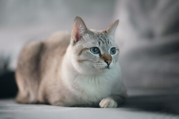 Obraz premium Thai cat sleeping on sofa in the house. White Tabby cat resting on the sofa.