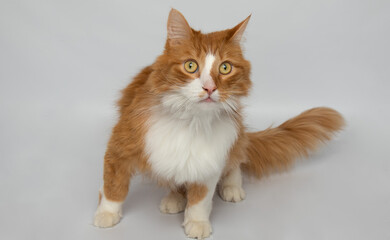 orange and white cat standing making funny face