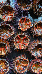 Sea urchins on a black background. Called Garoinada, oriçada or garotada in Catalonia.