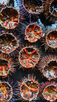 Sea urchins on a black background. Called Garoinada, ori&ccedil;ada or garotada in Catalonia.