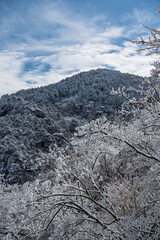 The rime in the forest during winter time.