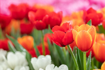 Tulip flower with green leaf background in tulip field at winter or spring day for postcard beauty decoration and agriculture concept design