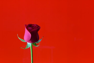 a rose on red background