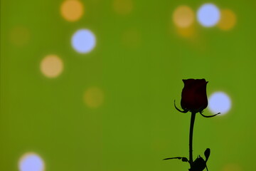rose silhouette on bokeh background, feel 