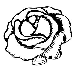 Hand drawn cabbage with big leaves. Agricultural vegetable, vector stock illustration isolated on white background.