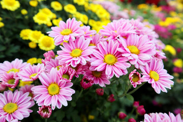 Obraz premium pink and yellow chrysanthemum