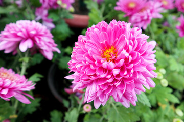 pink dahlia flower